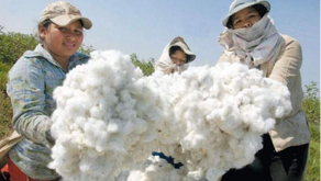 Carlos Ginocchio / Algodoneros en pie de lucha 