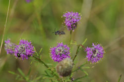 Triepeolus_pectoralis_bee