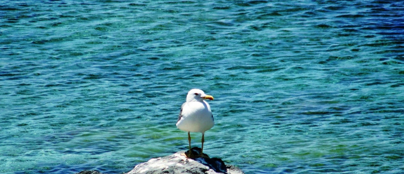A young seagull resting on the rocks, shot from sailboat TREATON during a sailing trip to Dia island