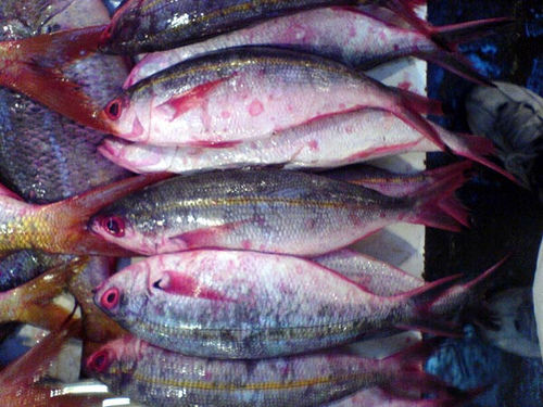 Thumbnail: Dalagang Bukid / Yellow Tail Fusilier