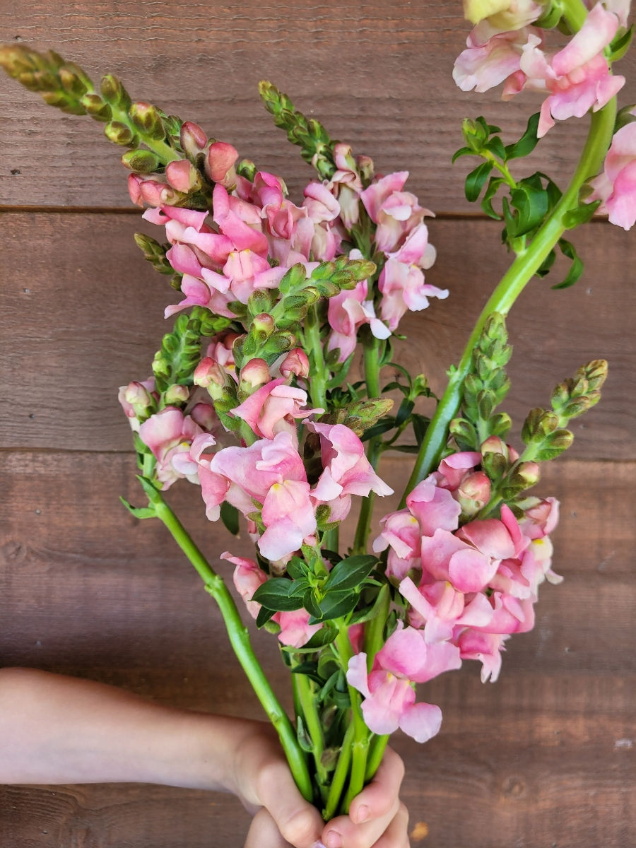 Thumbnail: Snapdragon (Butterfly are more)