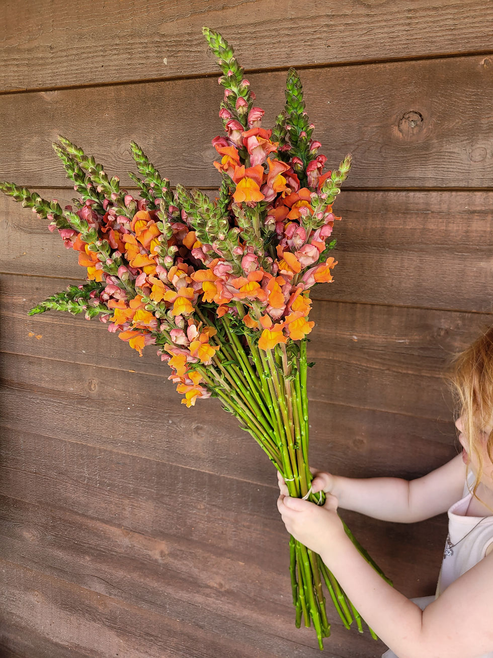 Snapdragon Dark Orange
