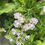 Thumbnail: Statice Mixed Colors
