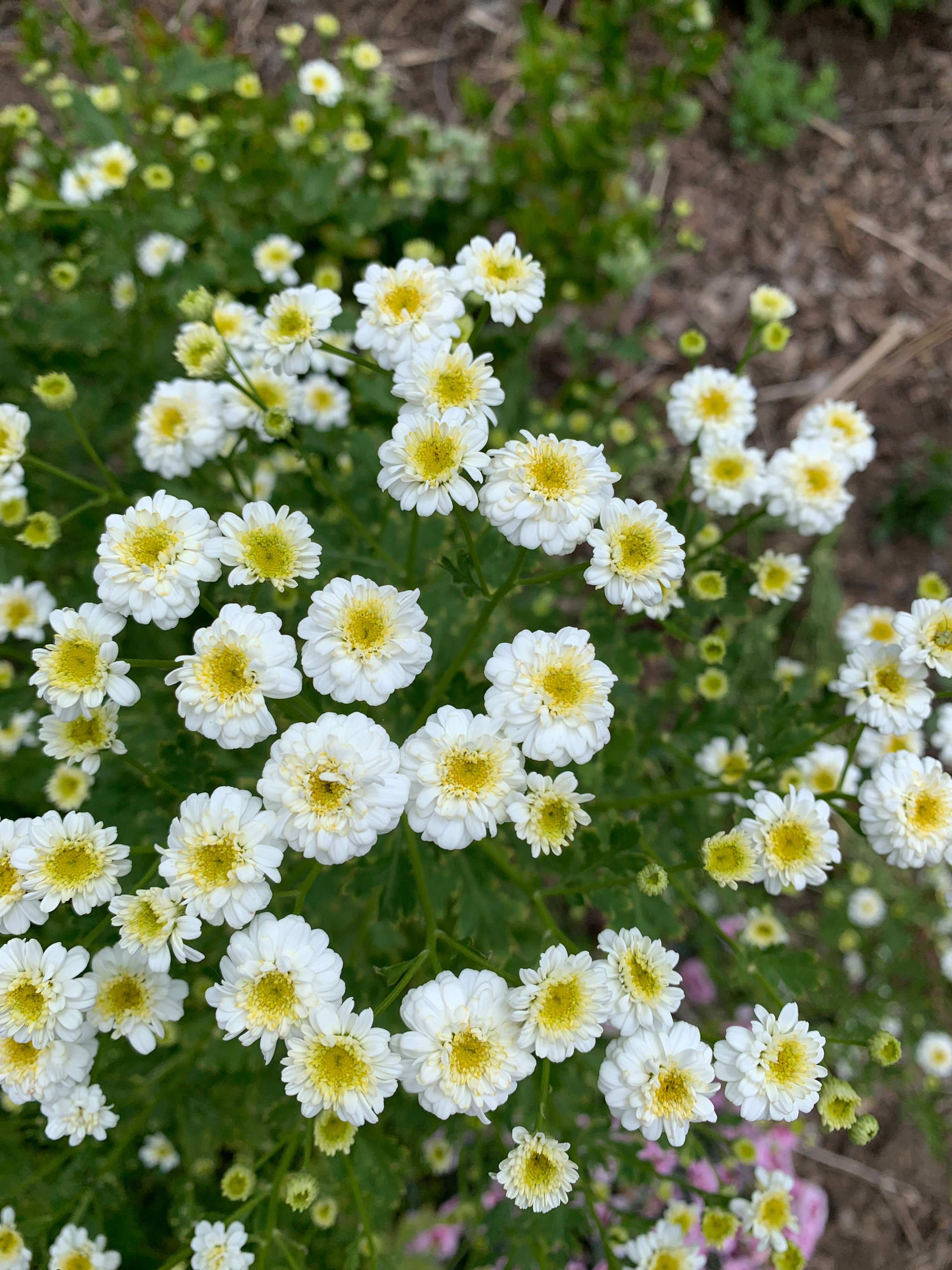 Feverfew