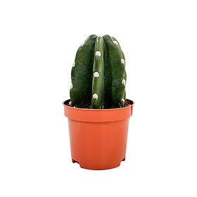 Green Plants | MUJI Philippines
