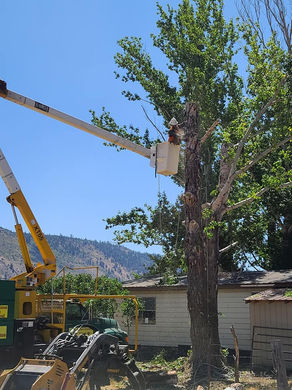 tree pruning, tree trimming, tree service Klamath Falls, family tree, arborist near me, tree service Chiloquin, tree service Bonanza, tree service Bly, tree service Merrill, tree service Midland, tree removal, tree removal near me, tree removal klamath falls