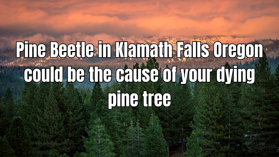 Pine Beetle in Klamath Falls Oregon could be the cause of your dying pine tree