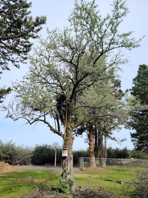 tree pruning, tree trimming, tree service Klamath Falls, family tree, arborist near me, tree service Chiloquin, tree service Bonanza, tree service Bly, tree service Merrill, tree service Midland, tree removal, tree removal near me, tree removal klamath falls