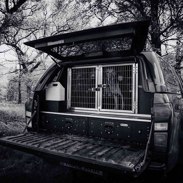 dog in car transit box