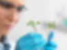 Scientist viewing seedling in test tubes under trial in lab