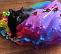 Black cat peeks from a rainbow tulle dress on a wooden floor, looking calm and curious.