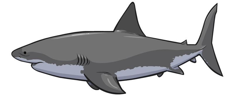 Penguin Tales GIFS - Shark