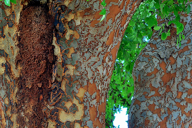Lacebark Elm.png