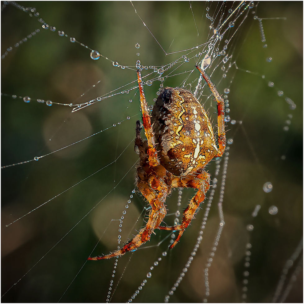 Spinning a Web