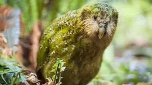 stella-the-kakapo-codfish-1600.webp