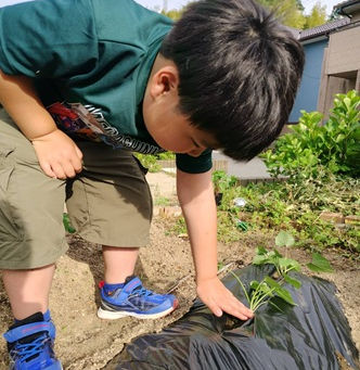 枝豆やサツマイモの苗を植えました
