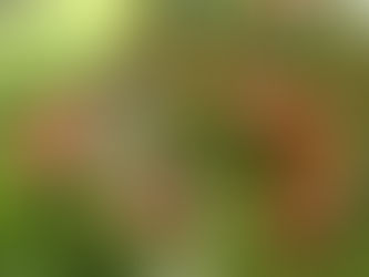 Arugula Salad with Pine Nuts and Parmesan