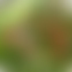 Çam Fıstıklı Roka Salatası