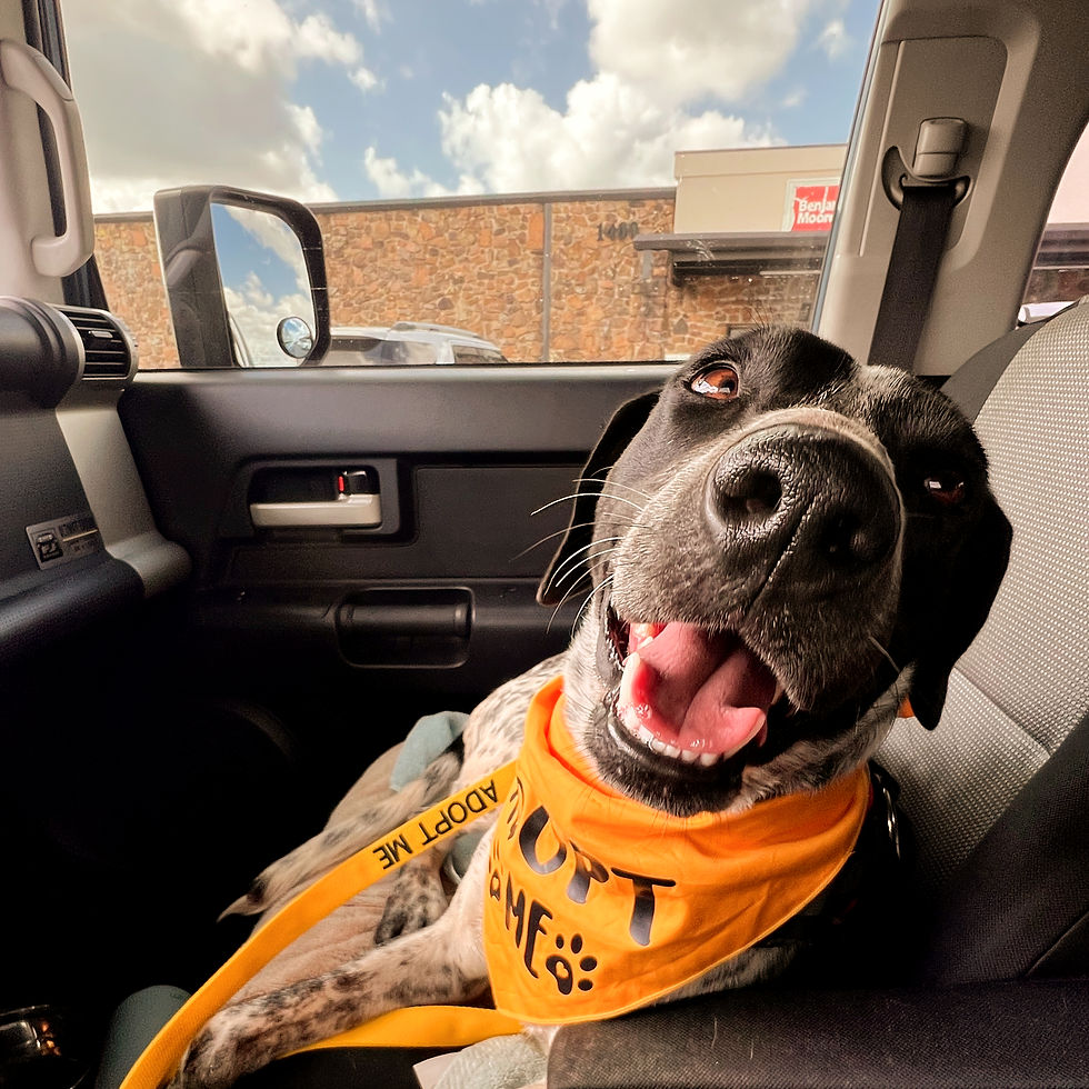 It's worth the effort to ensure our pets are safe during outdoor time.