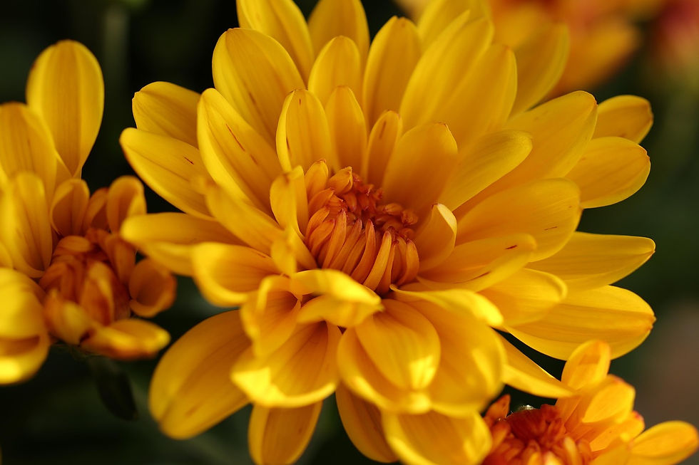 Chrysanthemums are a common cause of toxicity in pets during the fall season.