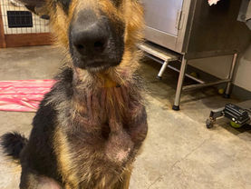 A german shepherd with thinning fur looks sadly at the camera.