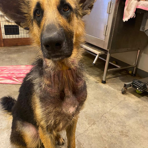 A german shepherd with thinning fur looks sadly at the camera.