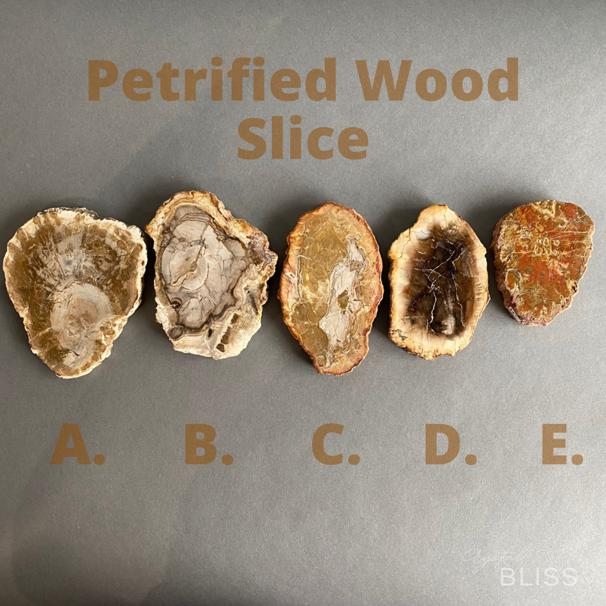 Petrified Wood Slice - A,B,C,D,E
