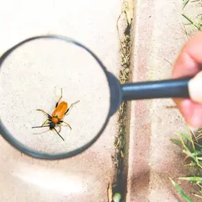 Pragas urbanas: um problema silencioso que exige controle profissional