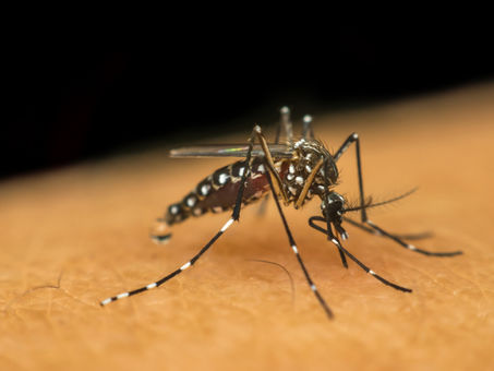 FILME SOBRE O MOSQUITO, É LANÇADO PELA FIOCRUZ