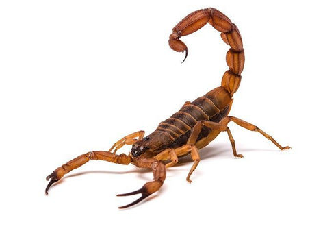 Saiba como combater os surtos de escorpião!