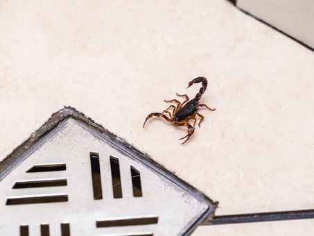 Escorpiões: o perigo invisível que pode estar na sua casa