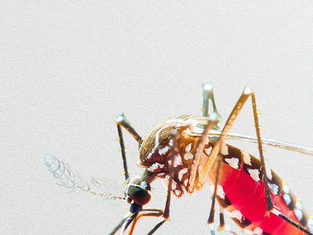 Verão, Sol e... Mosquitos: Como se Proteger?