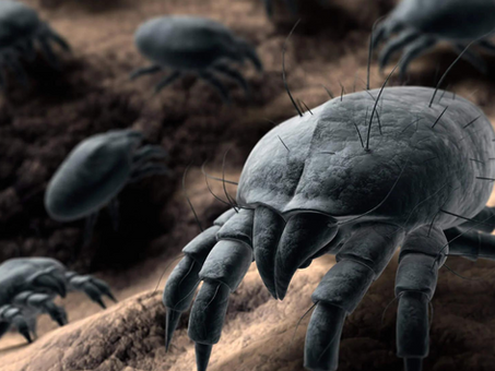 Ácaros: Os inimigos microscópicos que invadem nossas casas