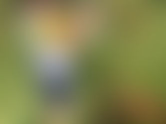 Estudos sobre a Natureza: Plantando girassóis