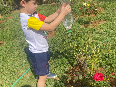 Estudos sobre a Natureza: Plantando girassóis