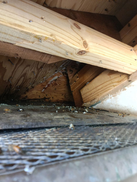 Honeybee hive inside soffit safely removed