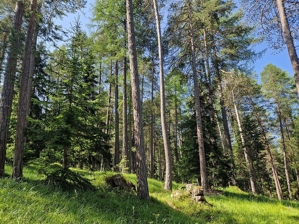 Shinrin Yoku Gesundheitstraining SYGT®, Scuol Graubünden