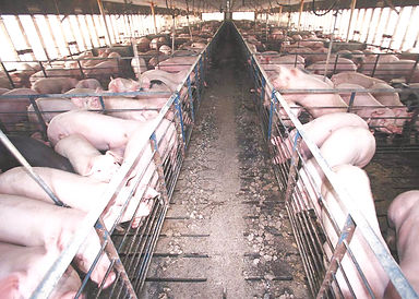 Hog_confinement_barn_interior_edited.jpg