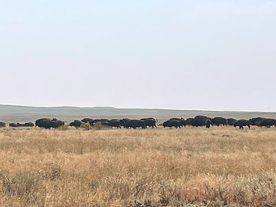bison_edited.jpg