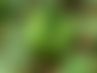 シェア畑の夏野菜は終盤です。