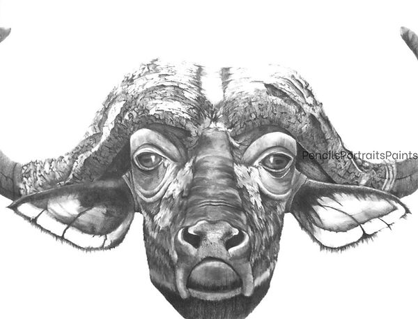 Graphite pencil drawing of a cape water buffalo head.