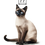 Miniatura: Kot Syjamski (Siamese Cat) - bawełniana torba canvas
