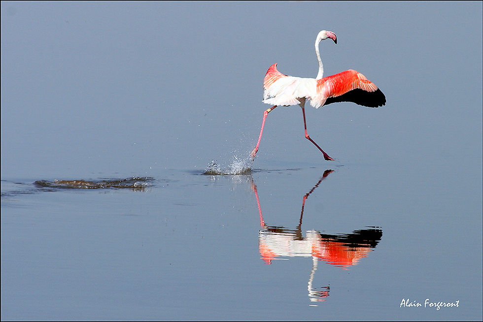 Flamand rose Sardaigne