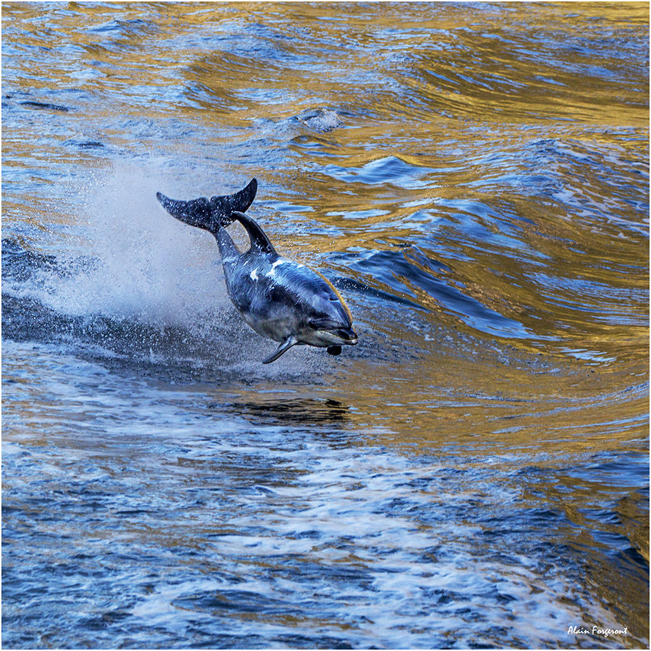 Dolphin-NZ