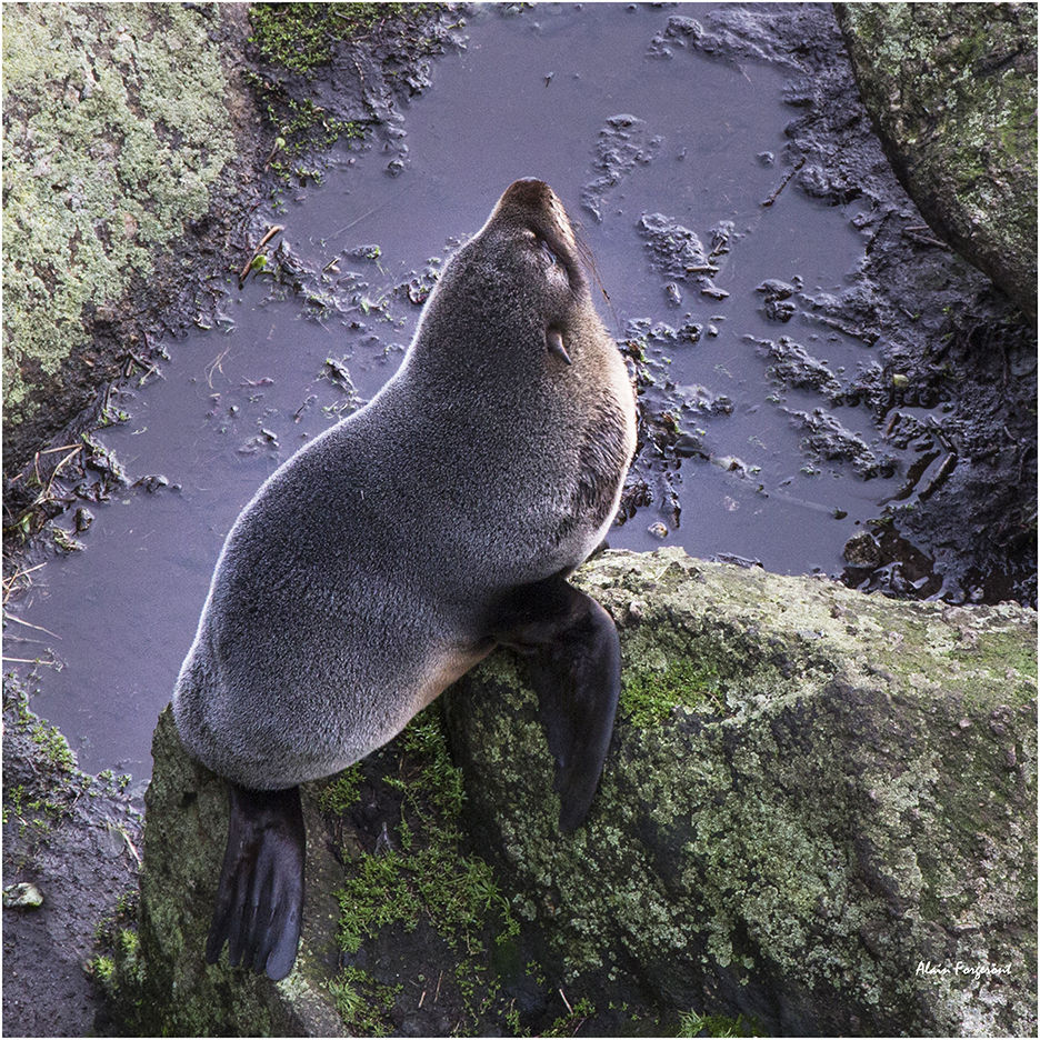Seal-NZ