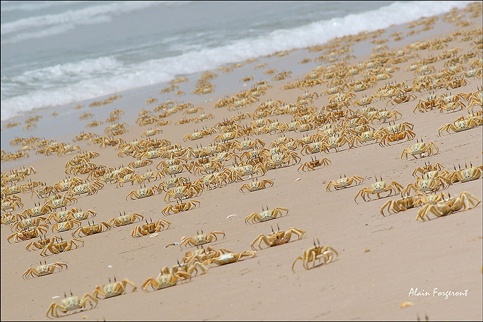 Plage Surpeuplée