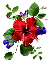 Red Flower