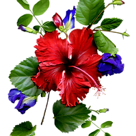 Rode Hibiscus en Blad
