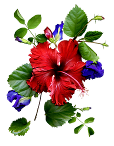 Red Flower