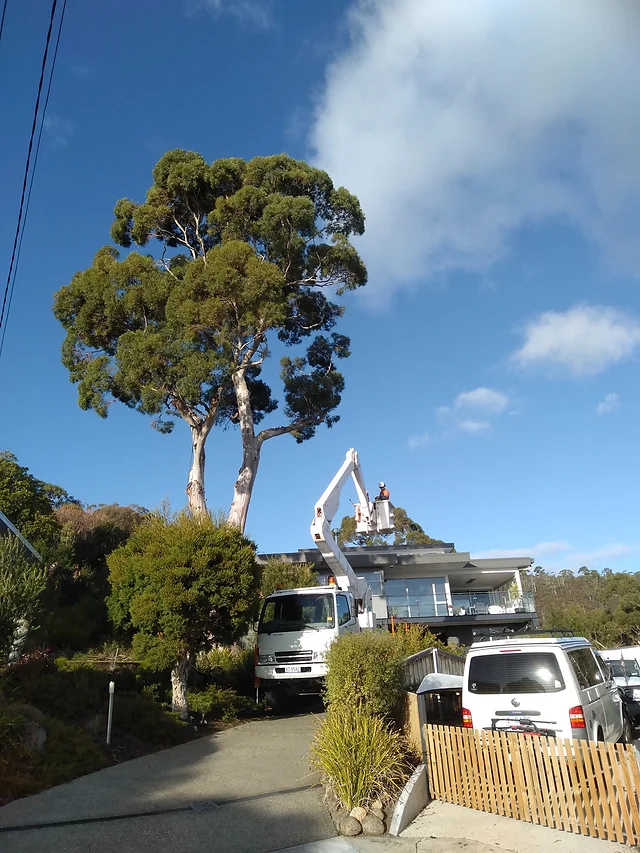 Horizon Tree Service Photo Gallery Hobart